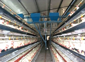选择自动化技术养鸡设备的优势