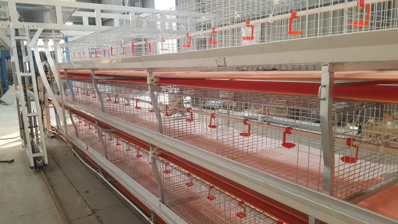 自动化肉鸡养殖